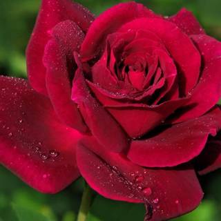 Fresh rose HD wallpaper