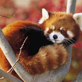 Kobe wallpaper panda