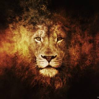 Lions HD Face wallpaper
