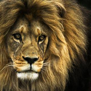 Lions HD Face wallpaper
