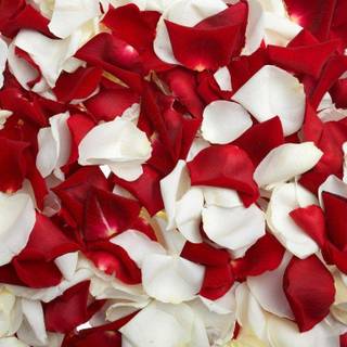 Red and white roses wallpaper desktop background