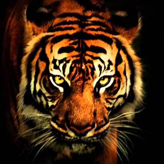 Eye of the tiger wallpaper