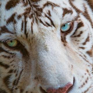 Eye of the tiger wallpaper