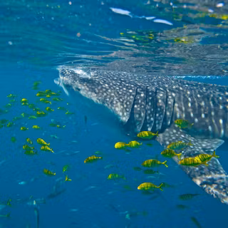 Oceanography wallpaper