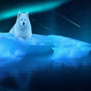 Ice wolf wallpaper