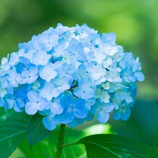Hydrangea wallpaper