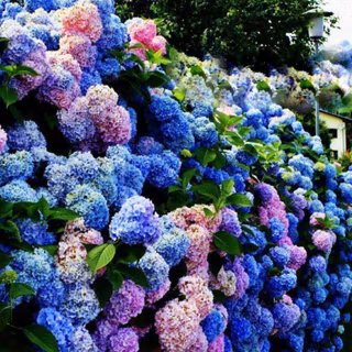Hydrangea wallpaper
