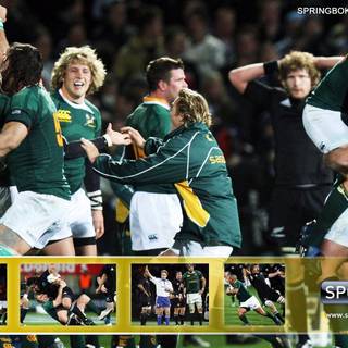 Springboks wallpaper