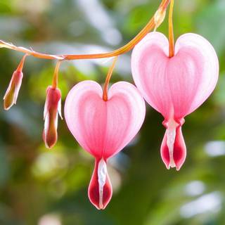 Heart & flower wallpaper