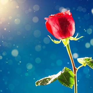 Single flower HD wallpaper