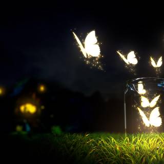 Night butterfly wallpaper