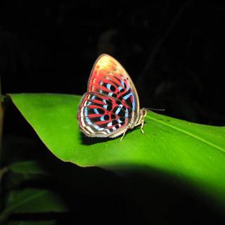 Night butterfly wallpaper