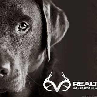 Max 4 camo wallpaper