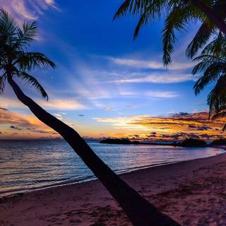 Coconut tree wallpaper