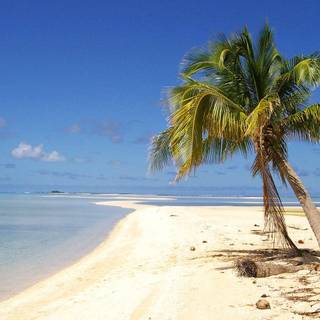 Coconut tree wallpaper