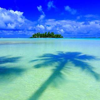 Coconut tree wallpaper