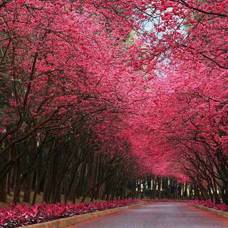 Pink sakura tree wallpaper