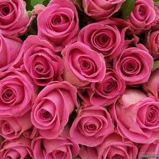 Wallpapers flowers roses