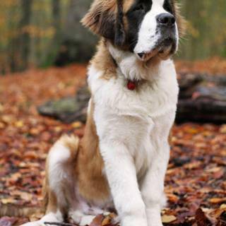 Saint Bernard wallpaper