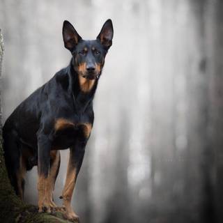 Wallpaper dog doberman