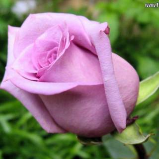 Purple color rose wallpaper