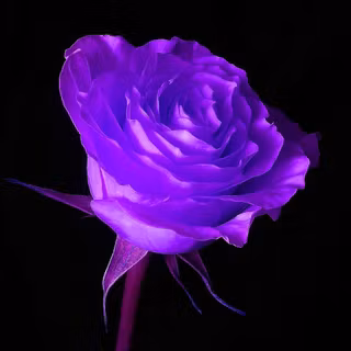 Purple color rose wallpaper