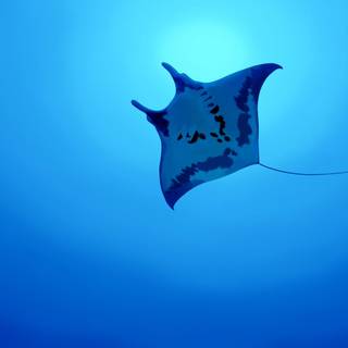 Deep blue sea wallpaper desktop