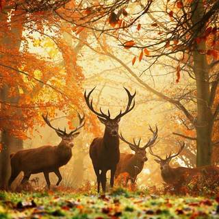 Wallpaper nature animals HD