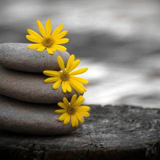 Full HDr pabble wallpaper