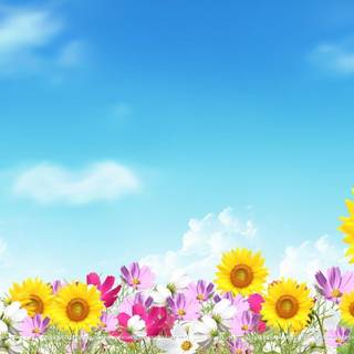 Free summer backgrounds for computer