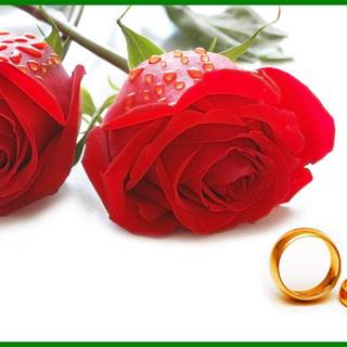 Wallpaper flower love rose