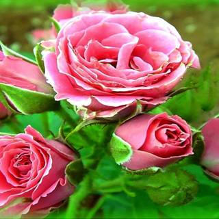 Wallpaper flower love rose