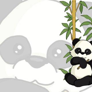 Sanda panda nature wallpaper