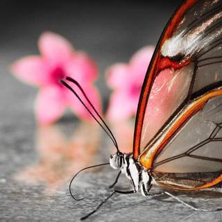 Free 3D wallpaper butterfly