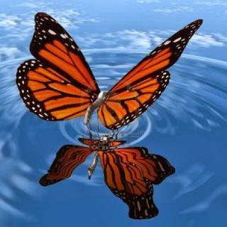 Free 3D wallpaper butterfly