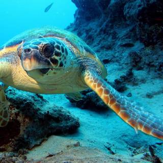 Wallpaper ocean life