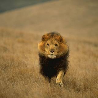 HD lion wallpaper 1080p