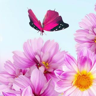 Beautiful real flowers background