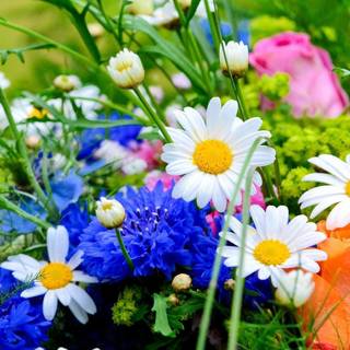 Beautiful real flowers background