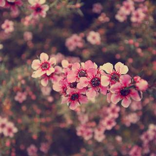 Hipster flower background tumblr