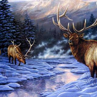 Elk wallpaper