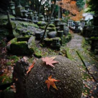 Portrait monitor wallpaper