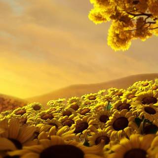 Sunflower desktop wallpaper