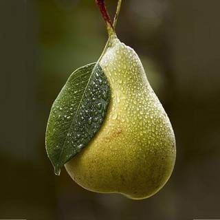Pear wallpaper