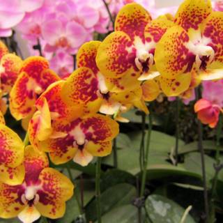 Orchid flower 4K wallpaper