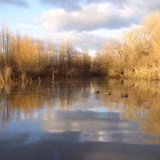 Duck hunting background