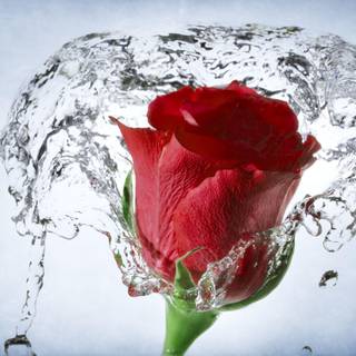 Red roze HD wallpaper free dawonlod