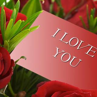 Red roze HD wallpaper free dawonlod