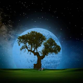 Tree computer wallpaper