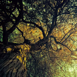 Tree computer wallpaper